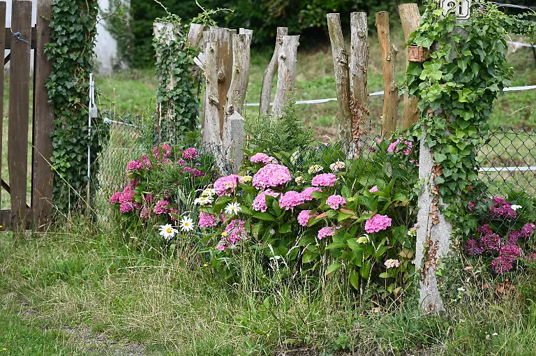 Hortensien-an-einem-Zaun-21-10-2024-Copyright-xVobelimax-Panthermedia38139376