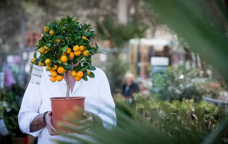 Blumenmarkt-in-Dortmund-NUR-FUeR-REDAKTIONELLE-ZWECKE-EDITORIAL-USE-ONLY-Dortmund-07-04-2018-Blick-in-einen-Blumenmarkt-an-einem-sonnigen-Wochenende