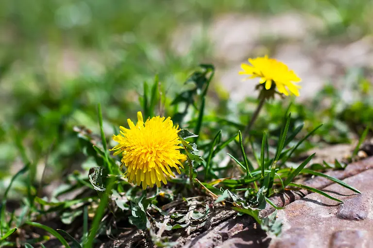 A-dandelion-is-growing-out-of-the-ground-amidst-the-grass-around-it-A-vibrant-dandelion-flower-is-emerging-from-the-soil-soaring-above-the-surrounding-green-grass-with-its-bright-yellow-petals-96736200