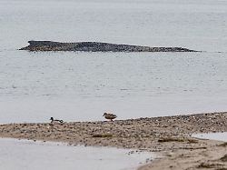 Gaffer stören Rettungsmaßnahmen: Expertin: Tötung des gestrandeten Wals ist keine Option