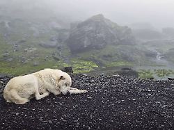 Wichtig für Jäger und Sammler: Hunde begleiten Menschen in Europa schon seit der Eiszeit