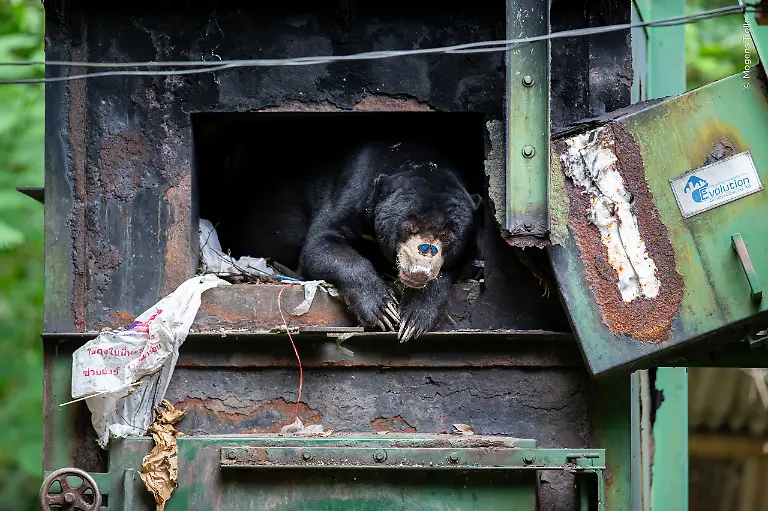 Sun-bear-Kaeng-Krachan-National-Park-Thailand