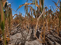 Klima-Szenarien für "Worst Case": Studie: So könnte eine zwei Grad wärmere Welt aussehen