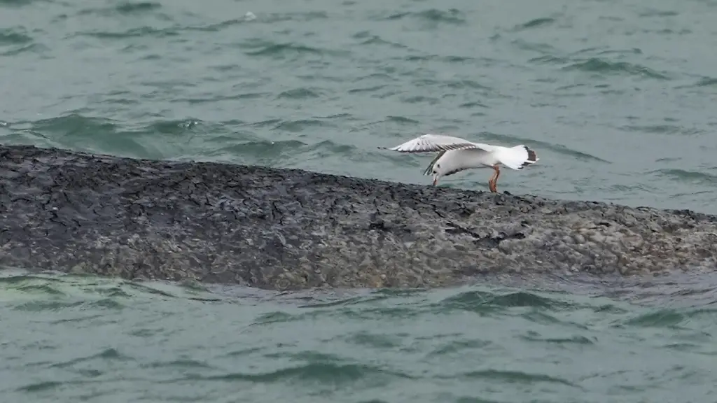 RECROP-Eine-Moewe-pickt-mit-ihrem-Schnabel-in-die-Haut-des-gestrandeten-Wals-im-Wasser-der-Ostsee-vor-der-Seebruecke-am-Hafen-Niendorf-Die-Polizei-hat-das-Gelaende-abgesperrt-um-das-Tier-nicht-zu-beunruhigen-Die-Rettungsversuche-dauern-an