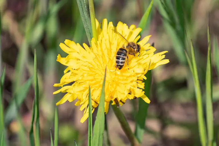 Eine-Biene-sammelt-Pollen-in-einer-Loewenzahnbluete-in-Aachen-am-30-April-2023