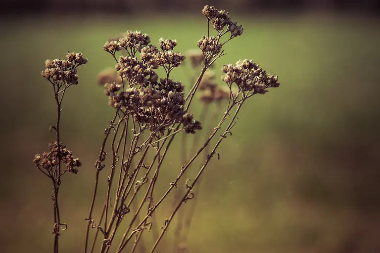 withered-weeds-14-10