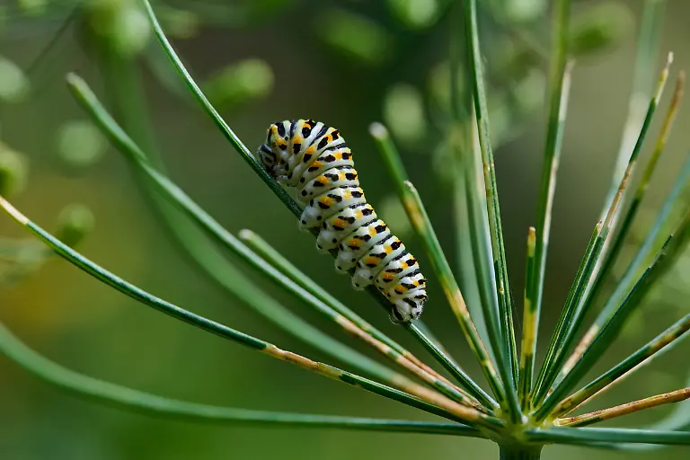 Creative-Highlights-World-Natur-Garten-Schwalbenschwanz-Schmetterling-Raupe-des-Schwalbenschwanz-Schmetterling-Papilio-machaon-auf-einer-Dill-Pflanze-Der-Schwalbenschwanz-ist-einer-der-groessten-und-auffaelligsten-Tagfalter-und-gehoert-zu-der-Gruppe-der-Ritterfalter-Papilionidae-Der-Schwalbenschwanz-steht-auf-der-Roten-Liste-gefaehrdeter-Arten-und-ist-eine-besonders-geschuetzte-Art-gem-Ass-7-Abs-2-Nr-13-BNatSchG-29-7