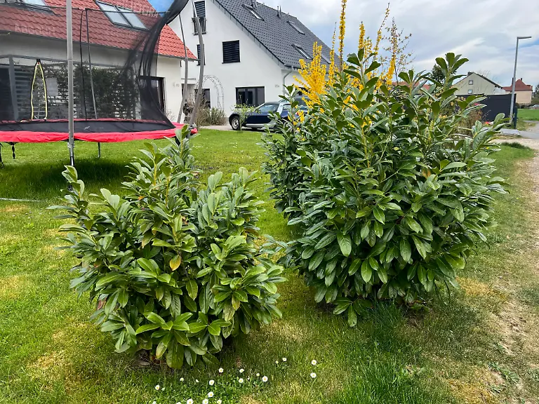 Vorgarten-wenig-insektenfreundlich-mit-Kirschlorbeer-Forsythien-und-Eibe-bepflanzter-Vorgarten-in-einer-Neubausiedlung-in-Bielefeld-front-garden-planted-with-not-insect-friendly-forsythia-cherry-laurel-and-yew-tree-in-Bielefeld-2-4