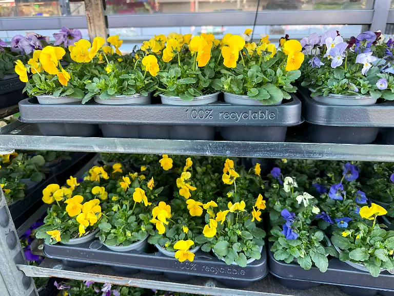 abb-Fruehlings-Blumen-Pflanzen-Gelb-Blau-Weiss-der-Sorte-Stiefmuetterchen-Angebot-von-Blumenpflanzen-in-einem-schwarzen-Plastiktopf-in-einen-Aufsteller-Preisschild-0-79-Euro-pro-Topf-zum-Verkauf-vor-einem-Hagebaumarkt-im-Februar-2026-in-Hamburg-HH-Deutschland-abb-spring-flowers-plants-yellow-blue-white-of-the-variety-Stiefmuetterchen-offer-of-flower-plants-in-a-black-plastic-pot-in-a-display-price-tag-0-79-Euro-per-pot-for-sale-in-front-of-a-Hagebaumarkt-in-February-2026-in-Hamburg-HH-Germany