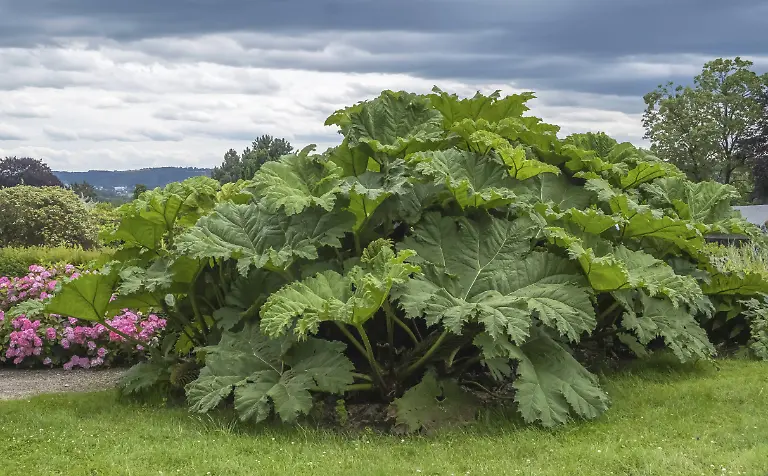 Mammutblatt-Gunnera-manicata-Nordrhein-Westfalen-Deutschland-Europa-Giant-rhubarb-Gunnera-manicata-North-Rhine-Westphalia-Germany-Europe-Copyright-imageBROKER-AnnaReinert-ibxann11082379