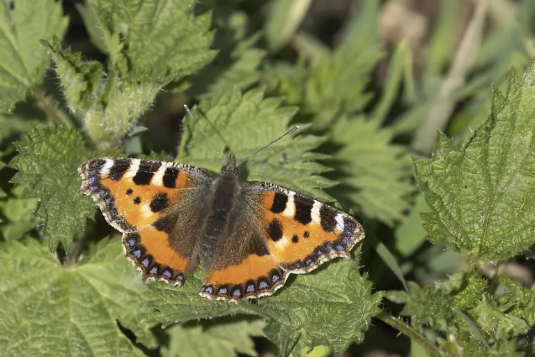 Kleiner-Schildpattfalter-Aglais-urticae-erwachsenes-Insekt-auf-einem-Blatt-der-Brennnessel-Urtica-dioica-im-Fruehjahr-Herefordshire-England-Grossbritannien-Small-tortoiseshell-butterfly-Aglais-urticae-adult-insect-on-a-Stinging-nettle-Urtica-dioica-plant-leaf-in-spring-Herefordshire-England-United-Kingdom-Copyright-imageBROKER-KevinxSawford-ibxksa17016672