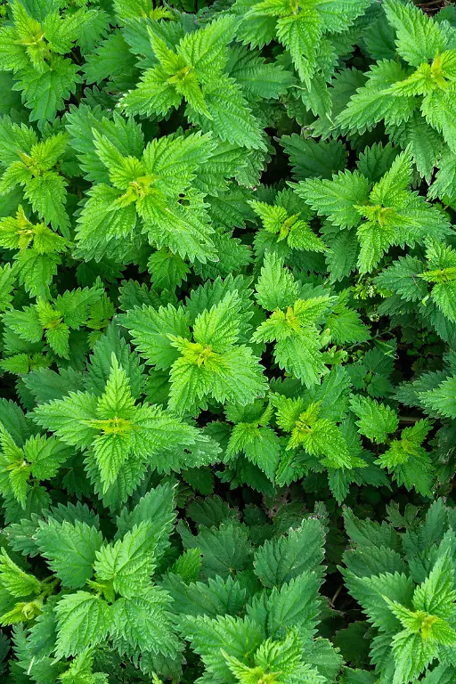 Lush-green-nettle-leaves-forming-a-dense-foliage-Close-up-of-vibrant-green-nettle-leaves-forming-a-dense-textured-foliage-The-intricately-serrated-edges-highlight-the-lush-vitality-and-rich-color-of-nature-s-design