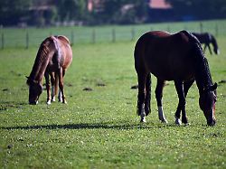 Thüringen: Seltene Pferdekrankheit im Wartburgkreis