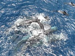 Erstmals im Film festgehalten: Bei der Geburt eines Pottwals helfen alle mit