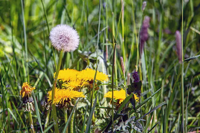 Der-Gewoehnliche-Loewenzahn-stellt-eine-Gruppe-sehr-aehnlicher-und-nah-verwandter-Pflanzenarten-in-der-Gattung-Loewenzahn-aus-der-Familie-der-Korbbluetler-dar