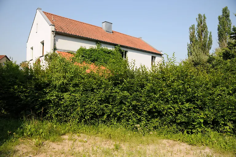 Carpinus-betulus-Hainbuche-Hecke-vor-Schnitt-Hecke-mit-kraeftigen-Trieben-Copyright-xZoonar