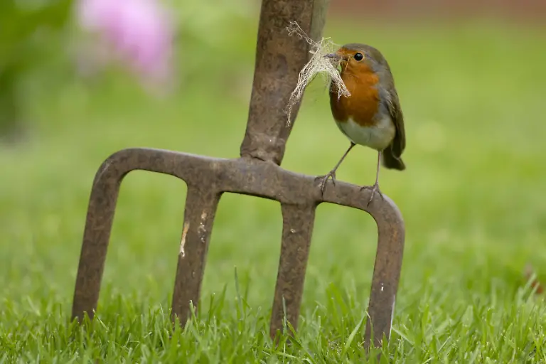 Spring-is-in-the-air-as-a-female-robin-builds-a-nest-in-a-Suffolk-garden-Wildlife-photographer-Kevin-Sawford-captured-the-bird-gathering-moss-dead-leaves-and-grass-as-it-constructed-its-new-home-Kevin-said-Female-robins-only-build-the-nest-and-I-spotted-this-bird-taking-nesting-materials-to-an-ivy-clad-tree-stump-in-our-garden-I-was-able-to-sit-in-a-shed-close-by-so-as-not-to-disturb-the-bird-and-photographed-it-over-a-few-days-as-it-brought-in-the-various-materials-to-the-nest-site-The-bird-would-pause-briefly-close-to-the-nest-site-before-flying-up-to-it-which-enabled-me-to-capture-the-images-Where-Suffolk-United-Kingdom-When-18-Mar-2024-Credit-Kevin-Sawford-Cover-Images-EDITORIAL-USE-ONLY