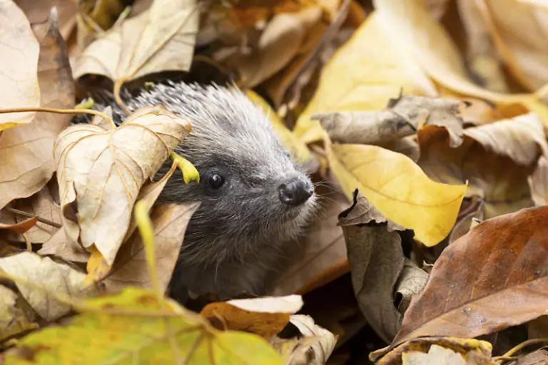 Europaeischer-Igel-Erinaceus-europaeus-erwachsenes-Tier-das-aus-einem-Haufen-gefallener-Herbstblaetter-in-einem-Garten-auftaucht-England-Grossbritannien