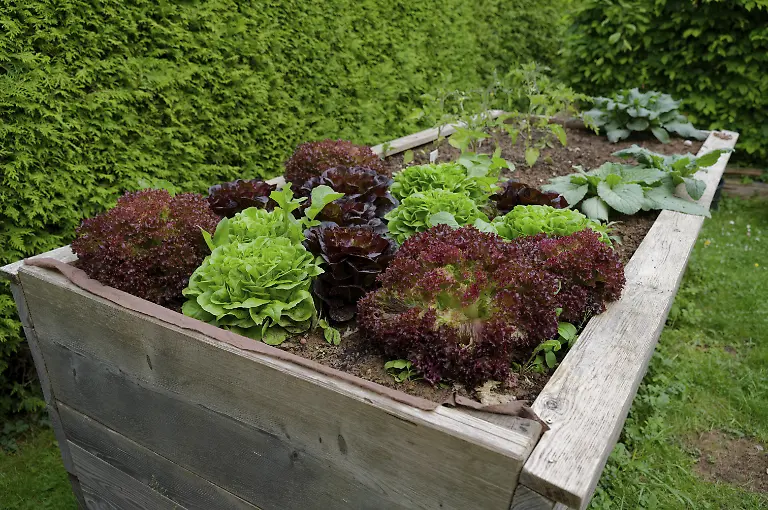 Salate-im-Hochbeet-Gartenbeet-Garten-Gemueseernte-Hobbygarten-Hobbygaertnern-Hobby-Vegan-Gesund-Lecker-Nahrungsmittel-Gemuese-Gartenarbeit-Schwaebisch-Hall-Deutschland-Europa