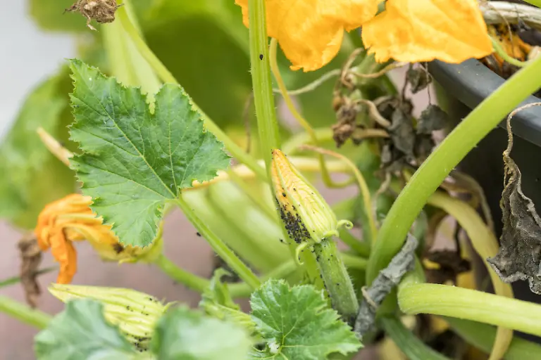 Eine-Zucchinipflanze-mit-Schaedlingsbefall-aufgenommen-am-21-06-2019-in-einem-Garten-in-Hamburg