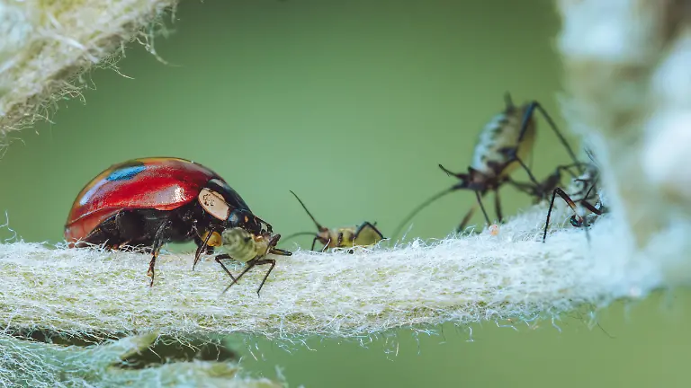 A-Ladybird-beetle-predating-on-Aphids