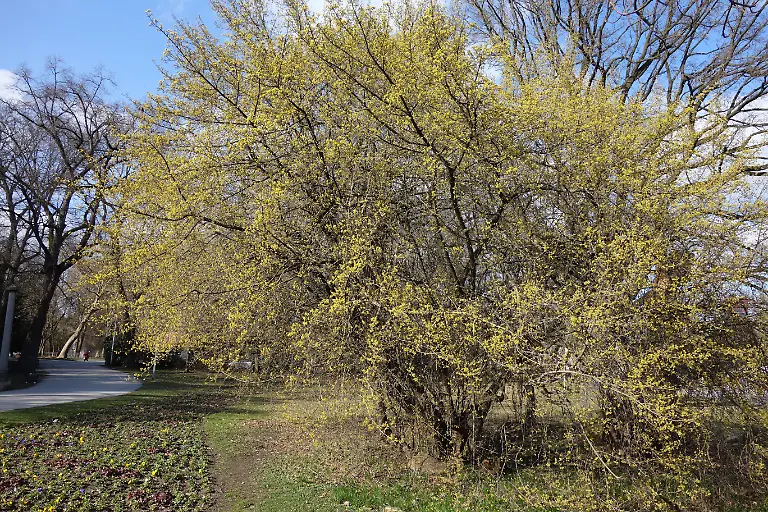 Cornus-mas-Kornelkirsche-European-Cornel-Cornus-mas-Kornelkirsche-European-Cornel-Copyright-xZoonar
