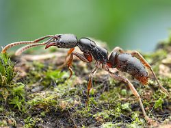 Eine Asiatische Nadelameise Aufnahmeort Und Datum Nicht Bekannt Die Ameisenart Die Urspruenglich Aus Ostasien Stammt Ist Nun In Deutschland Erstmals Nachgewiesen Worden