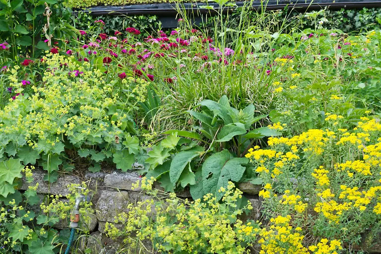 Felsensteinkraut-Aurinia-saxatilis-syn