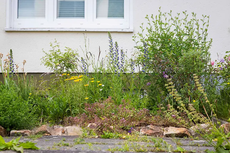 Praemierte-Vorgaerten-Norbert-Kronabel-Naturnah-und-insektenfreundlich-der-ausgezeichnete-Garten-von-Norbert-Kronabel-am-03-06