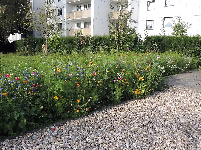 Japanische-Stechpalme-Japan-Stechpalme-Japanstechpalme-Ilex-crenata-bunte-Blumenmischung-neben-einem-sterilen-Schottergarten-Deutschland-Japanese-holly-Ilex-crenata-colourful-flower-mix-beside-a-sterile-gravel-garden-Germany-BLWS625090-Japanese-holly-Japan-holly-Japanese-holly-Ilex-crenata-colourful-flower-mix-beside-a-sterile-gravel-garden-Germany-Japanese-holly-Ilex-crenata-colourful-flower-mix-beside-a-sterile-gravel-garden-Germany-BLWS625090-Copyright-xblickwinkel-A