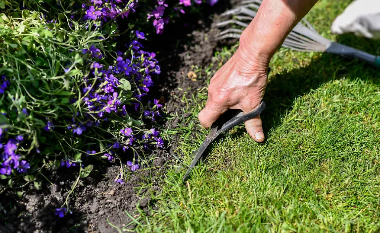Eine-Frau-schneidet-am-04-05-2020-in-einem-Schrebergarten-in-Gelsenkirchen-mit-einer-Schere-die-Rasenkante