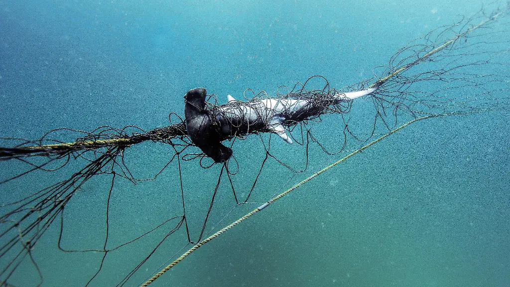 HANDOUT-25-03-2026-Australien-Die-Handout-Unterwasseraufnahme-von-Humane-World-for-Animals-zeigt-einen-Hammerhai-der-sich-in-einem-Hai-Netz-vor-der-Kueste-von-New-South-Wales-verfangen-hat
