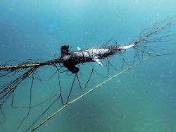 Qualvoller Tod unter Wasser: Hai-Netze fangen vor australischen Stränden viele andere Tiere