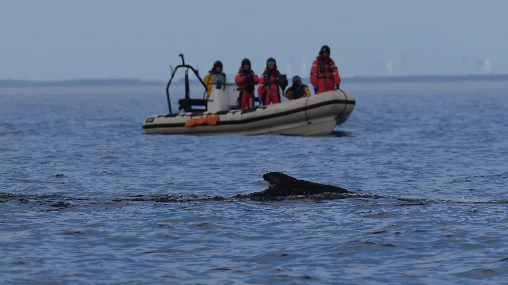 Ein-Buckelwal-schwimmt-begleitet-von-Schlauchbooten-in-der-Ostsee-Der-in-der-Ostsee-vor-Niendorf-gestrandete-Wal-hatte-sich-in-der-Nacht-zuvor-befreit-Das-Tier-schwimmt-nun-wieder-in-der-Ostsee-und-wird-von-Schiffen-der-Kuestenwache-und-Polizeibooten-begleitet