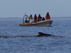 Mittlerweile unbeobachtet: Wal macht Seemeilen gut - auf kein Wiedersehen!