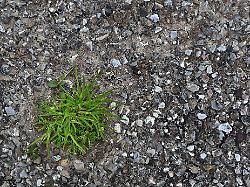 Hessen: Grün statt grau: Kommunen rufen zum "Abpflastern" auf