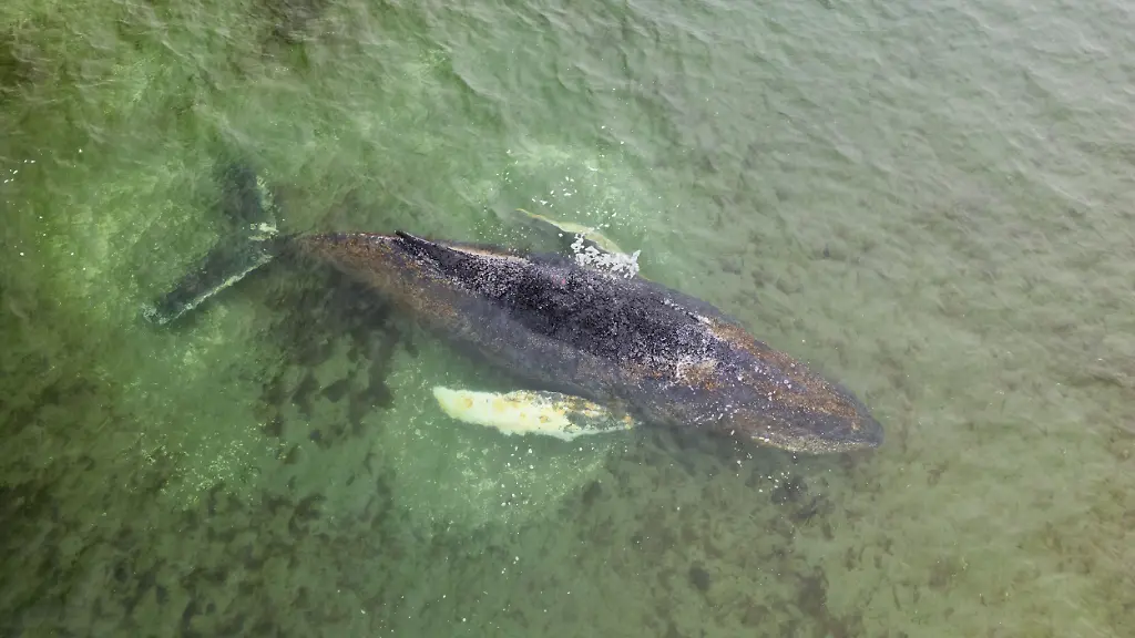 A-humpback-whale-became-stranded-on-a-sandbar-off-Timmendorfer-Strand-in-the-Baltic-Sea-It-managed-to-swim-free-from-there-during-the-night-leading-into-Friday-While-searching-for-a-way-out-of-the-Baltic-Sea-region-the-whale-wandered-around-and-has-now-become-stranded-again-off-the-coast-of-Wismar-near-the-island-of-Walfisch-where-it-is-fighting-for-its-life-Greenpeace-is-on-site-and-in-close-consultation-with-all-parties-involved-in-the-rescue-operation-the-Institute-for-Terrestrial-and-Aquatic-Wildlife-Research-ITAW-and-the-German-Oceanographic-Museum-regarding-the-next-steps-Marine-mammals-still-have-too-few-safe-havens-and-their-food-supply-is-becoming-increasingly-scarce-due-to-overfishing-says-Daniela-von-Schaper-marine-expert-at-Greenpeace-The-Baltic-Sea-in-particular-is-in-poor-ecological-condition-and-has-already-proved-fatal-to-the-whale-in-recent-weeks-due-to-fishing-nets-that-became-entangled-around-its-body-Ein-Buckelwal-ist-vor-Timmendorfer-Strand-in-der-Ostsee-auf-einer-Sandbank-gestrandet-Er-konnte-sich-in-der-Nacht-auf-Freitag-von-dort-freischwimmen-Auf-der-Suche-nach-dem-Weg-aus-dem-Ostseegebiet-raus-irrte-der-Wal-umher-und-ist-nun-erneut-vor-der-Kueste-Wismars-in-der-Naehe-der-Insel-Walfisch-gestrandet-ringt-um-sein-Leben-Greenpeace-ist-vor-Ort-und-in-enger-Absprache-mit-allen-Beteiligten-der-Rettungsaktion-dem-Institut-fuer-Terrestrische-und-Aquatische-Wildtierforschung-ITAW-und-dem-Deutschen-Meeresmuseum-ueber-das-weitere-Vorgehen-Noch-immer-haben-Meeressaeugetiere-zu-wenig-Rueckzugsraeume-und-ihre-Nahrung-wird-aufgrund-der-Ueberfischung-immer-knapper-so-Daniela-von-Schaper-Meeresexpertin-bei-Greenpeace-Besonders-die-Ostsee-ist-in-einem-schlechten-oekologischen-Zustand-und-wurde-dem-Wal-in-den-letzten-Wochen-bereits-aufgrund-von-Fischernetzen-die-sich-um-seinen-Koerper-geschlungen-haben-zum-Verhaengnis