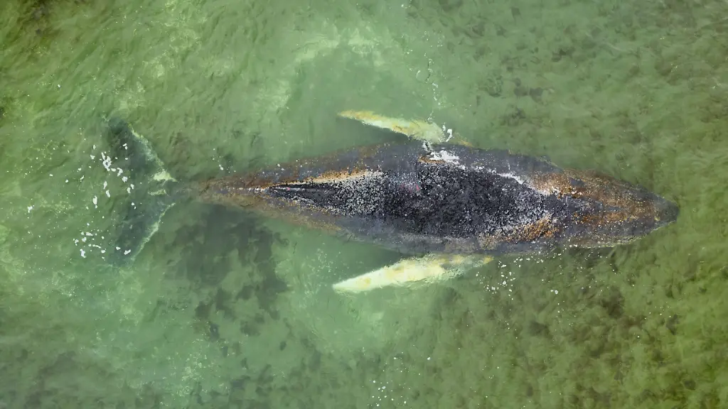 The-humpback-whale-which-had-managed-to-free-itself-from-a-sandbar-off-Timmendorfer-Strand-has-become-stranded-again-while-trying-to-find-its-way-out-of-the-Baltic-Sea-region-As-of-Saturday-evening-the-animal-is-lying-on-a-sandbar-in-Wismar-Bay-Greenpeace-has-been-on-site-since-Thursday-and-is-participating-in-the-rescue-operation-Marine-mammals-still-have-too-few-safe-havens-and-their-food-supply-is-becoming-increasingly-scarce-due-to-overfishing-said-Daniela-von-Schaper-a-marine-expert-at-Greenpeace-The-Baltic-Sea-in-particular-is-in-poor-ecological-condition-and-has-already-proved-fatal-to-the-whale-in-recent-weeks-due-to-fishing-nets-that-became-entangled-around-its-body-Der-Buckelwal-der-sich-von-einer-Sandbank-vor-Timmendorfer-Strand-befreien-konnte-ist-auf-der-Suche-nach-dem-Weg-aus-dem-Ostseegebiet-erneut-gestrandet-Das-Tier-liegt-am-Samstagabend-auf-einer-Sandbank-in-der-Wismarer-Bucht-Greenpeace-ist-seit-Donnerstag-vor-Ort-und-beteiligt-sich-an-der-Rettungsaktion-Noch-immer-haben-Meeressaeugetiere-zu-wenig-Rueckzugsraeume-und-ihre-Nahrung-wird-aufgrund-der-Ueberfischung-immer-knapper-so-Daniela-von-Schaper-Meeresexpertin-bei-Greenpeace-Besonders-die-Ostsee-ist-in-einem-schlechten-oekologischen-Zustand-und-wurde-dem-Wal-in-den-letzten-Wochen-bereits-aufgrund-von-Fischernetzen-die-sich-um-seinen-Koerper-geschlungen-haben-zum-Verhaengnis