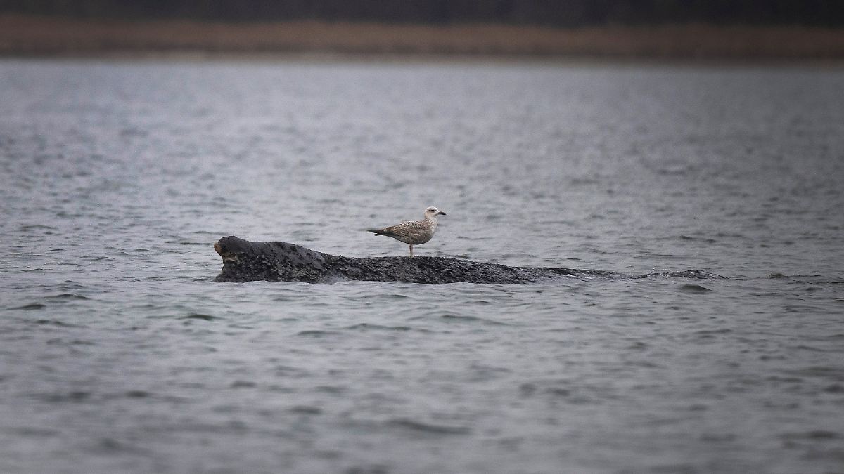 The ups and downs continue: Humpback whale still in Wismar Bay – is it ...