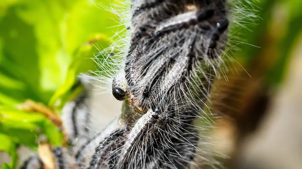 Auch-in-Hessen-werden-Massnahmen-gegen-den-Eichenprozessionsspinner-ergriffen