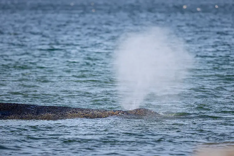 Buckelwal-strandet-vor-Niendorfer-Hafeneinfahrt-Timmendorfer-Strand-26-03