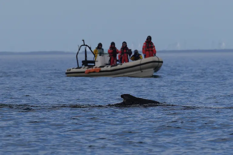 Ein-Buckelwal-schwimmt-begleitet-von-Schlauchbooten-in-der-Ostsee-Der-in-der-Ostsee-vor-Niendorf-gestrandete-Wal-hatte-sich-in-der-Nacht-zuvor-befreit-Das-Tier-schwimmt-nun-wieder-in-der-Ostsee-und-wird-von-Schiffen-der-Kuestenwache-und-Polizeibooten-begleitet