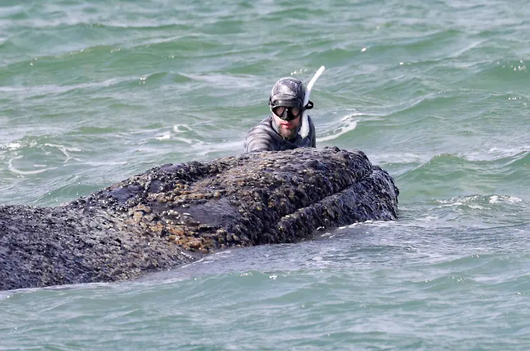 Wal-Tier-Reisen-Tourismus-urlaub-Ferien-Ostsee-Timmendorfer-Strand-Luebecker-Bucht-Gestrandeter-Buckelwal-liegt-auf-Sandbank-vor-Niendorf-Rettungsaktion-Waldrama-Bagger-Timmendorfer-Strand-Whale-animal-travel-tourism-vacation-vacation-Baltic-Sea-Timmendorfer-Strand-Luebecker-Bucht-Stranded-humpback-whale-lies-on-sandbank-off-Niendorf-rescue-operation-forest-drama-dredger-Timmendorfer-Strand