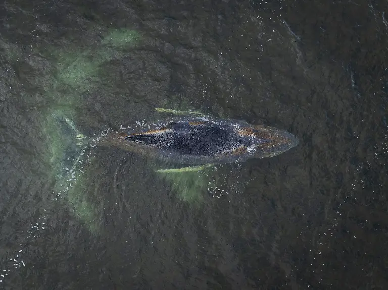 Eine-Drohnenaufnahme-herausgegeben-von-Greenpeace-zeigt-den-Buckelwal-in-der-Wismarbucht-Der-Buckelwal-liegt-noch-immer-in-der-Wismarbucht-Nach-aktuellen-Erkenntnissen-stecke-das-Tier-derzeit-nicht-auf-einer-Sandbank-fest-sondern-befinde-sich-in-zwei-Meter-tiefem-Wasser-wie-der-Greenpeace-Meeresbiologe-Thilo-Maack-der-Deutschen-Presse-Agentur-sagte