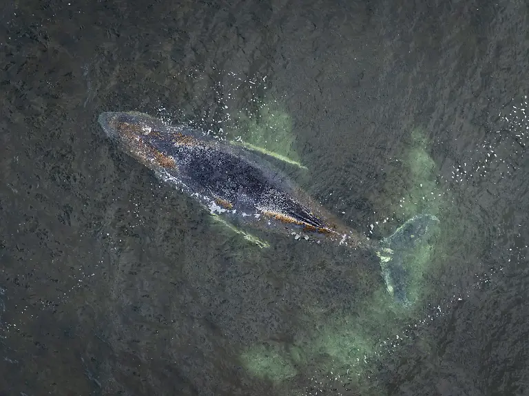 This-aerial-handout-photo-taken-and-released-on-March-29-2026-by-non-governmental-environmental-organisation-Greenpeace-Germany-shows-a-humpback-whale-in-shallow-coastal-waters-in-Wismar-Bay-in-the-Baltic-Sea-off-Wismar-northern-Germany-The-humpback-whale-stranded-on-Germany-s-Baltic-Sea-coast-since-early-this-week-off-Timmendorfer-Strand-had-freed-itself-and-swum-into-deeper-waters-during-the-night-leading-into-Friday-March-27-While-searching-for-a-way-out-of-the-Baltic-Sea-region-the-whale-has-now-become-stranded-for-the-third-time-and-shows-no-signs-of-leaving-Emergency-responders-and-supporters-are-working-together-to-help-the-whale-and-are-assessing-whether-they-can-guide-it-back-to-deeper-waters