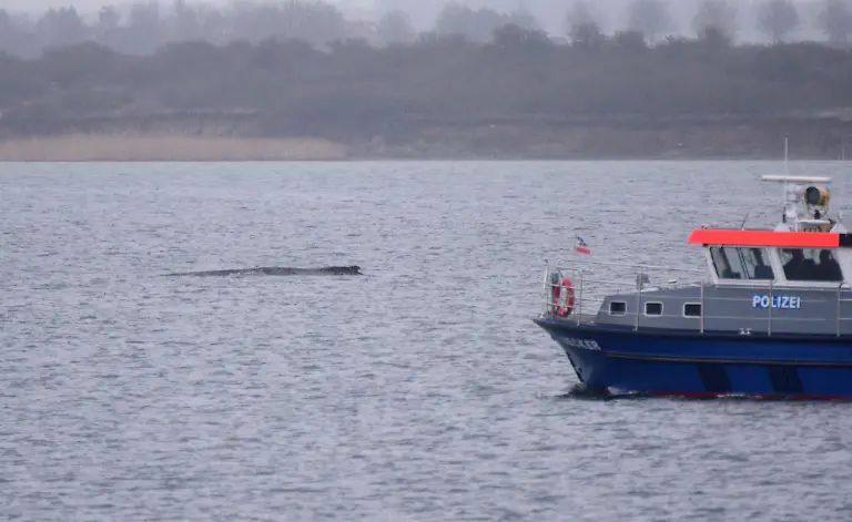 Ein-Schiff-der-Wasserschutzpolizei-faehrt-an-einem-in-der-Ostsee-liegenden-Wal-entlang-Der-vor-rund-einer-Woche-bei-Timmendorfer-Strand-an-der-Ostseekueste-gestrandete-Wal-liegt-aktuell-vor-Wismar
