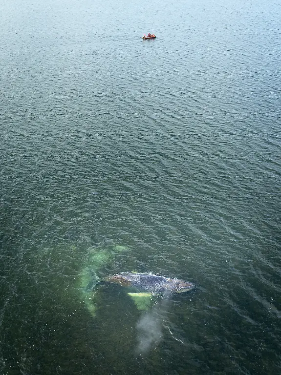 This-aerial-handout-photo-taken-and-released-on-March-29-2026-by-non-governmental-environmental-organisation-Greenpeace-Germany-shows-a-humpback-whale-in-shallow-coastal-waters-in-Wismar-Bay-in-the-Baltic-Sea-off-Wismar-northern-Germany-The-humpback-whale-stranded-on-Germany-s-Baltic-Sea-coast-since-early-this-week-off-Timmendorfer-Strand-had-freed-itself-and-swum-into-deeper-waters-during-the-night-leading-into-Friday-March-27-While-searching-for-a-way-out-of-the-Baltic-Sea-region-the-whale-has-now-become-stranded-for-the-third-time-and-shows-no-signs-of-leaving-Emergency-responders-and-supporters-are-working-together-to-help-the-whale-and-are-assessing-whether-they-can-guide-it-back-to-deeper-waters