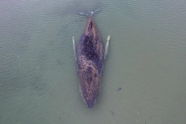 This-aerial-view-taken-on-March-24-2026-and-handed-out-by-Sea-Shepherd-Deutschland-shows-a-standed-humpback-whale-off-the-Baltic-Sea-coast-of-Timmendorfer-Strand-near-Luebeck-northern-Germany-The-health-of-the-animal-is-deteriorating-conservationists-said-as-efforts-to-free-the-animal-continued-The-10-metre-33-foot-long-whale-was-first-spotted-stuck-in-shallow-water-close-to-Niendorf-near-the-city-of-Luebeck-early-on-Monday-March-23-2026-Rescuers-have-been-trying-since-to-get-it-back-into-deeper-water-so-far-without-success
