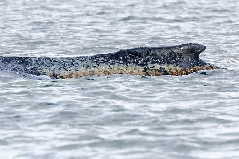 Der-vor-rund-einer-Woche-bei-Timmendorfer-Strand-an-der-Ostseekueste-gestrandete-Buckelwal-liegt-noch-immer-in-der-Wismarbucht
