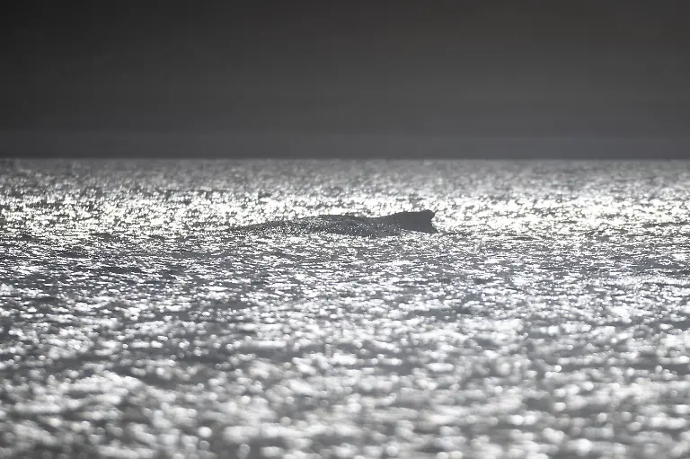 Der-Buckelwal-ist-umgeben-von-in-der-Sonne-glaenzendem-Wasser-Nach-seiner-zwischenzeitlichen-Befreiung-von-einer-Sandbank-liegt-der-Buckelwal-noch-immer-in-der-Wismarer-Bucht